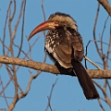 Southern Red-billed Hornbill